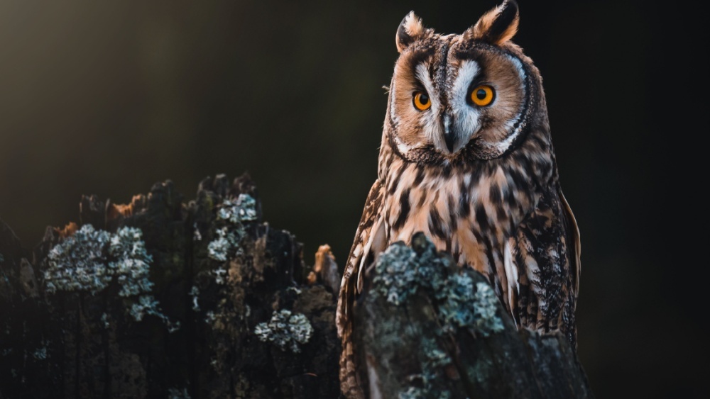 10 удивительных фактов о совах которые, артерии, позволяет, видов, охотятся, определять, только, могут, уникальная, звуки, добычи, направление, кровь, достигает, неясыти, птица, расстояние, добычу, мышей, филин