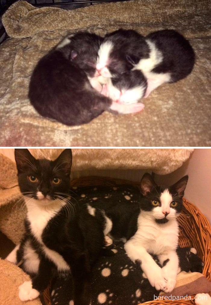 Amazing The Difference 6 Months Makes (Top Is Jet Star And Konrad Kid, Middle The Day They Were Born, Bottom Is Amber)