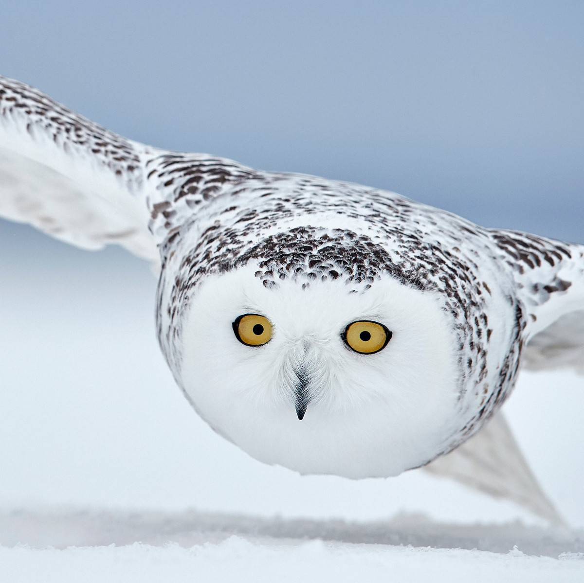 Лучшее с конкурса Bird Photographer of the Year 2018