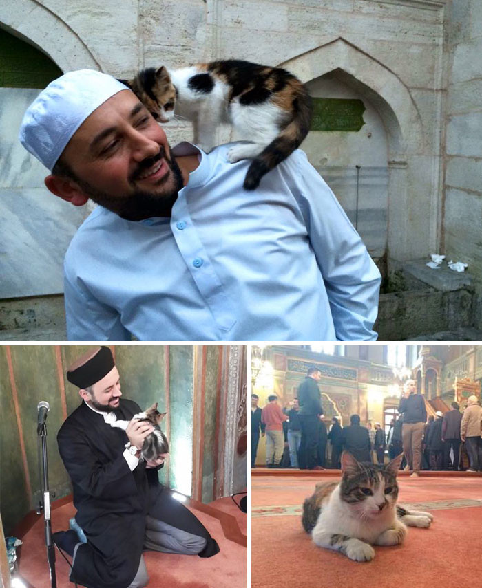 Имам открыл двери мечети для бездомных кошек, чтобы те не мерзли Счастливый конец, животные, спасение