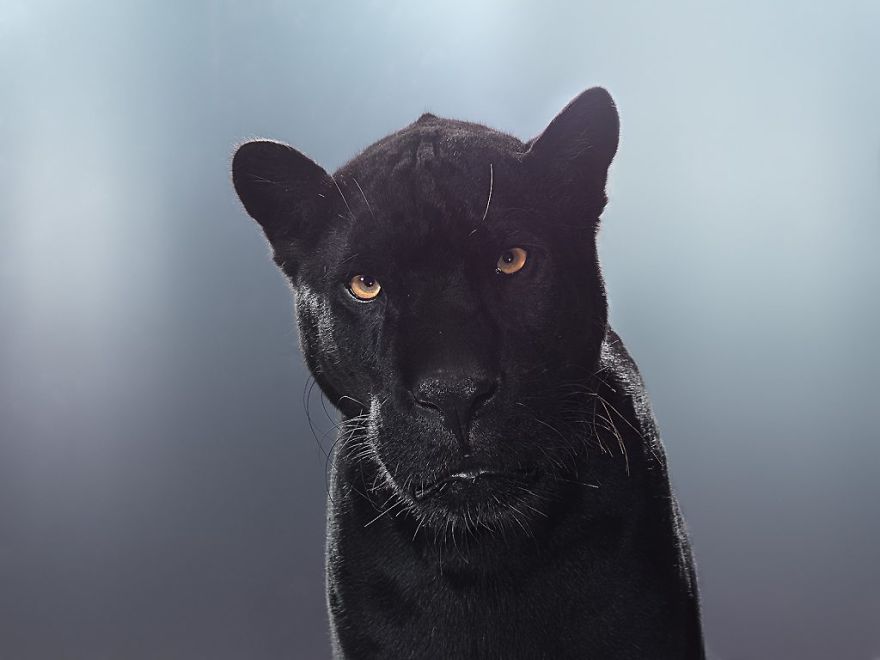 Портреты больших кошек фотографа Perou 