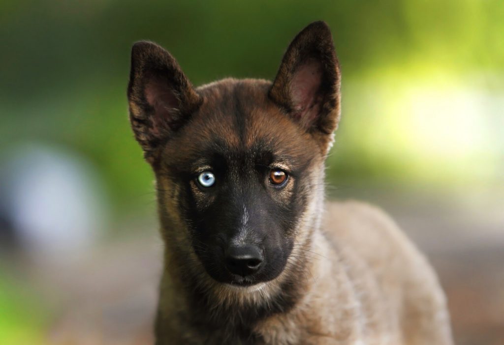 Овчарка с разными глазами