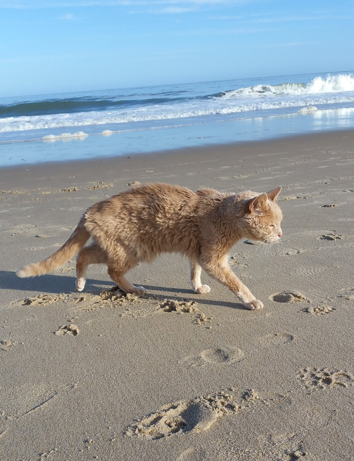 она приютила брошенного 21-летнего кота 