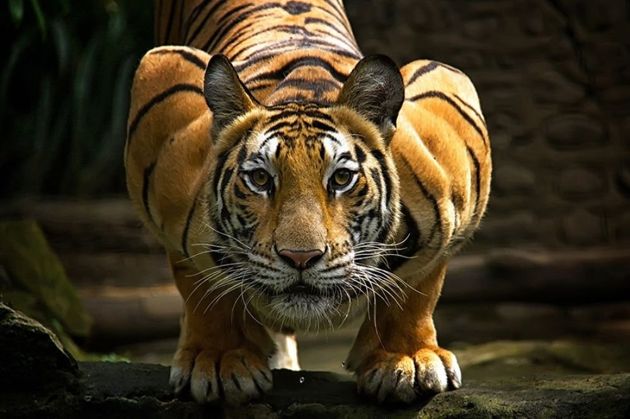 тигр.