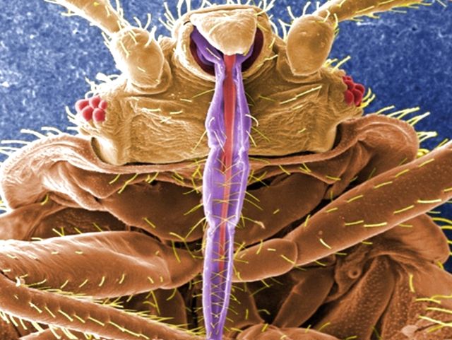 Cimex lectularius - постельный клоп