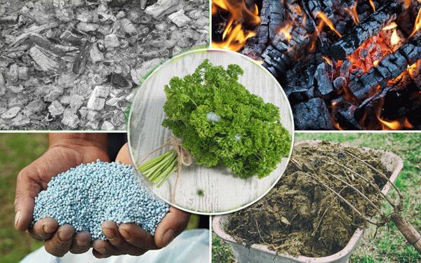 Выращивание петрушки в открытом грунте Выращивание петрушки в открытом грунте советы