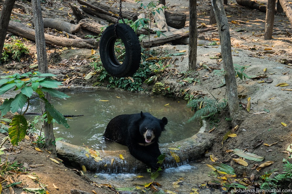 гималайский медведь в Луангпрабанге