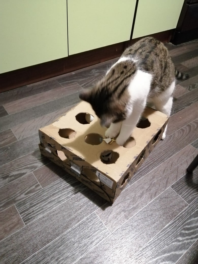 кошка с игрушкой