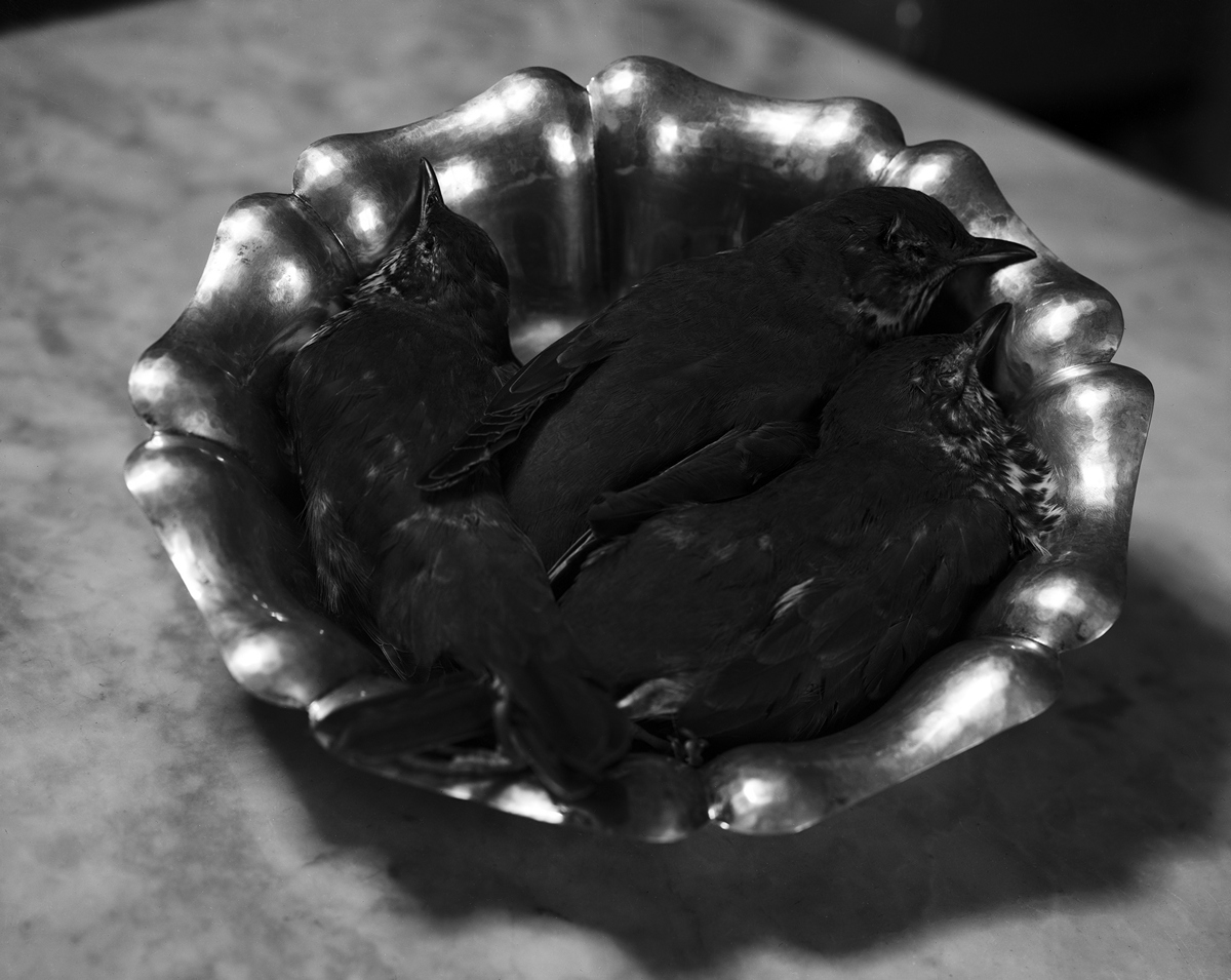 Классическое и современное в фототворчестве Реджины ДеЛуис Классическое и современное в фототворчестве Реджины ДеЛуис Фотография