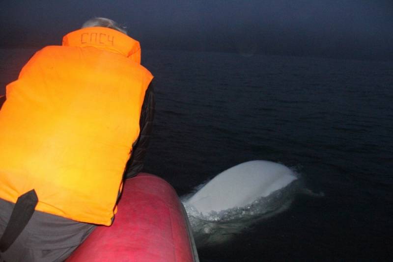 На Камчатке спасли кита-белуху, запутавшуюся в рыбацких сетях