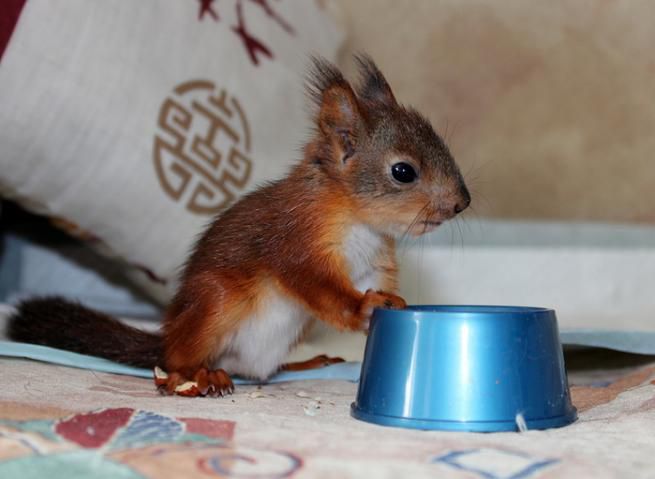 Животные, белка, позитив