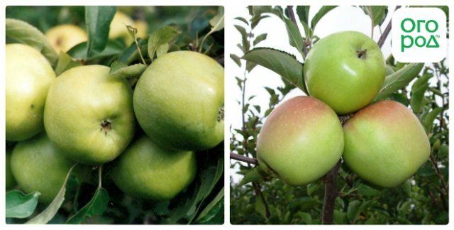 Топ-9 самых вкусных яблок зимних сортов с фото хранения, сорта, плода, урожаяСрок, мМасса, дерева, плодоношениеВысота, гУборка, яблок, днейНа, Плоды, после, сентября, хранятся, плодов, свежем, могут, красный, время, через