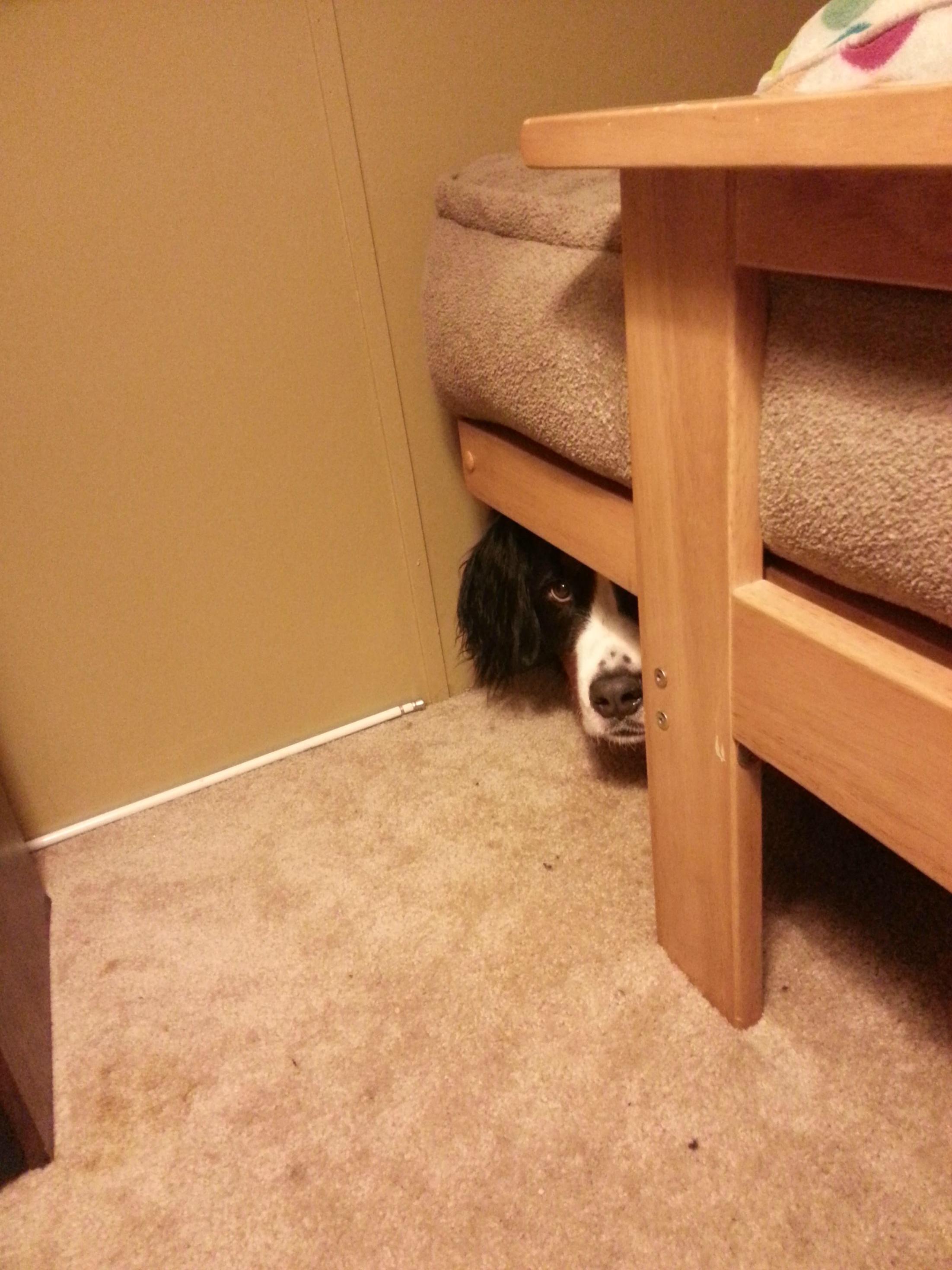 Коты играют в прятки. Щенок спрятался. Собака спряталась. Под диваном. Кот спрятался.