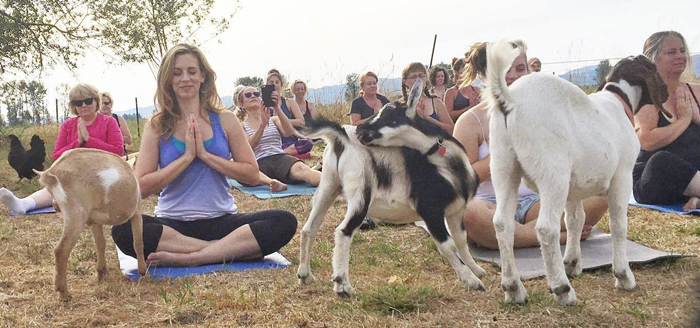 Хозяйка фермы организовала классы по йоге прямо у себя на ферме.