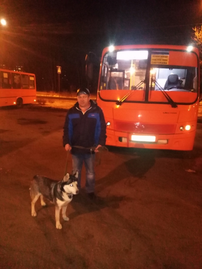 ЭТО НЕ ШУТКИ: В НИЖЕГОРОДСКОЙ МАРШРУТКЕ ПОСЕЛИЛАСЬ ВТОРАЯ СОБАКА ХАСКИ животные,Истории из жизни,отношения,позитив,эту страну не победить