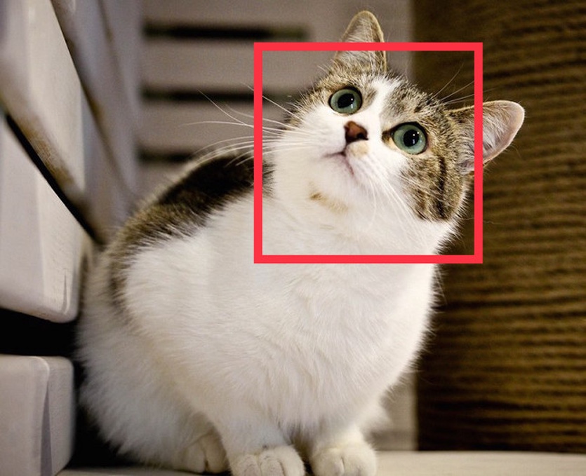 iPhone научится распознавать кошек и собак на фото apple,компьютеры