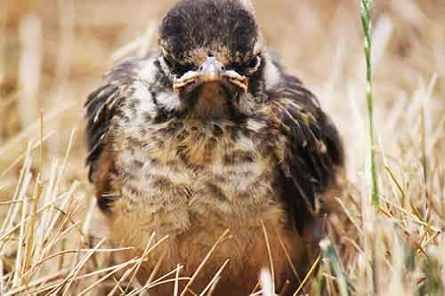 Ми-ми-ми наоборот: Когда животное не в духе животные,фото