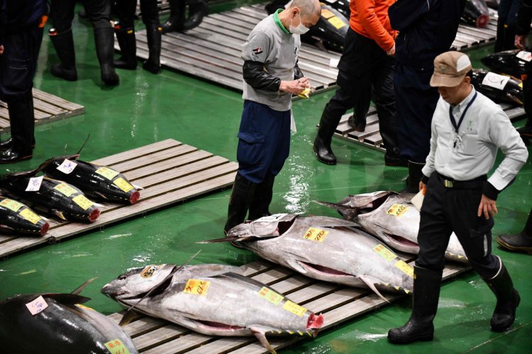 В Японии продали тунца за 1,8 млн долл миллиона, первых, долларов, около, страны, тунца, сложившейся, курсуПо, тогдашнему, заплатили, прошлогодний, остаётся, первом, Первым, двадцать, дороговизне, вторым, рекорд, установил, тунец