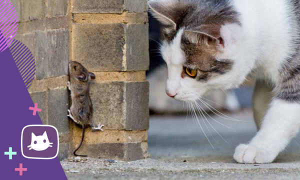 Почему мыши - самая лучшая вкуснятина для кошки