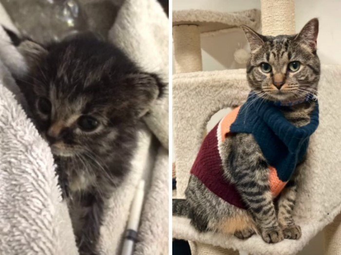 Коты из приютов: снимки до и после обретения семьи 