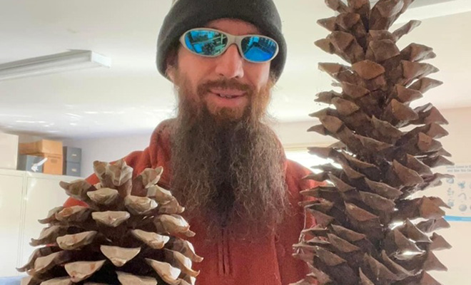 Турист нашел в лесу шишки размером с арбуз: одна может весить до 10 килограммов - похожая новость на Toplenta