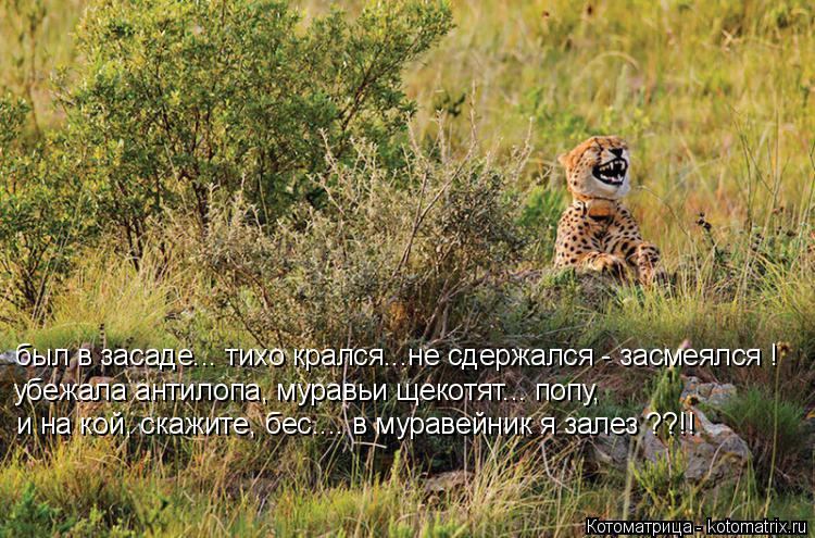 Котоматрица: убежала антилопа, муравьи щекотят... попу, и на кой, скажите, бес.... в муравейник я залез ??!! был в засаде... тихо крался...не сдержался - засмеялс