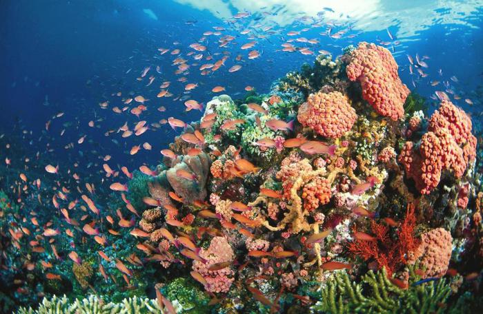 Кораллы — это… Коралл натуральный: фото, цена