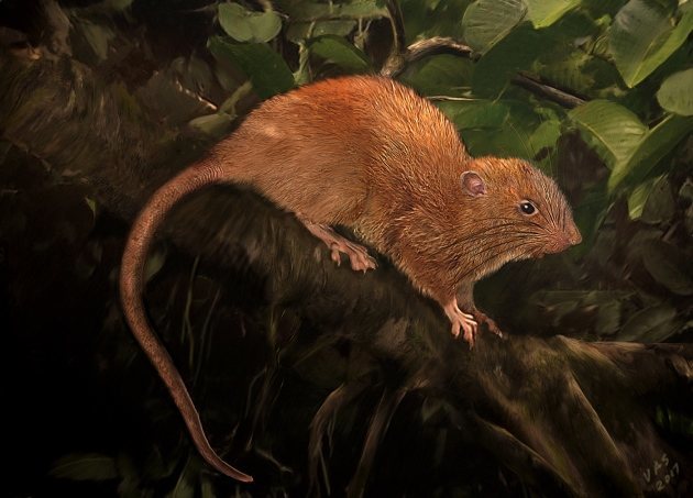 An illustration of the new species, named <em&gtUromys vika</em> after its local name.