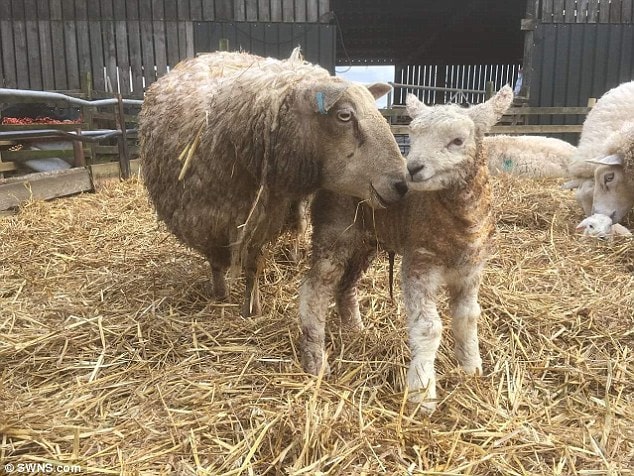 Billy stands next to his mum just an hour after she was born on March 9