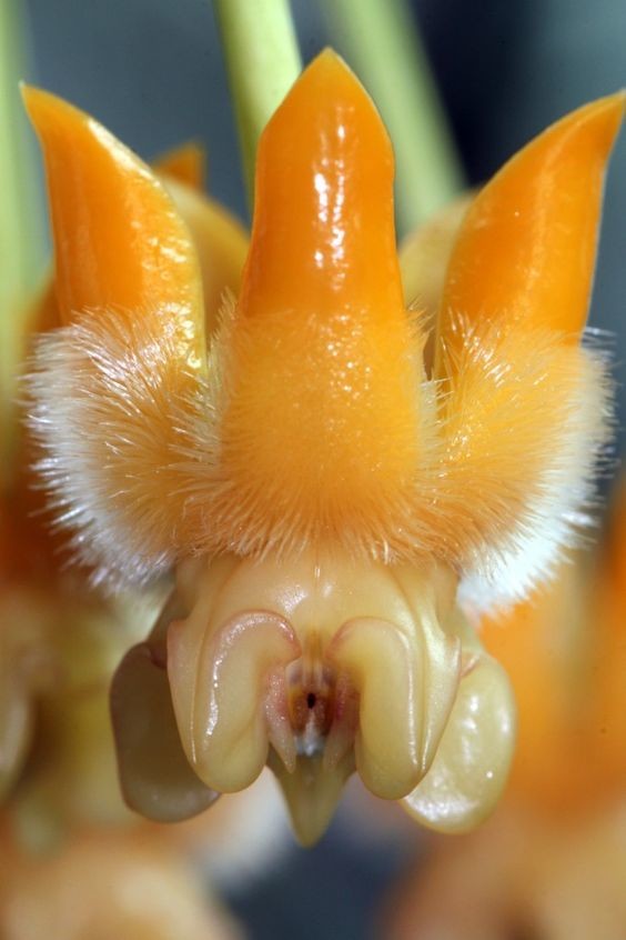 Hoya lasiantha красота, лиана, природа, флора, хойя, цветы, чудеса