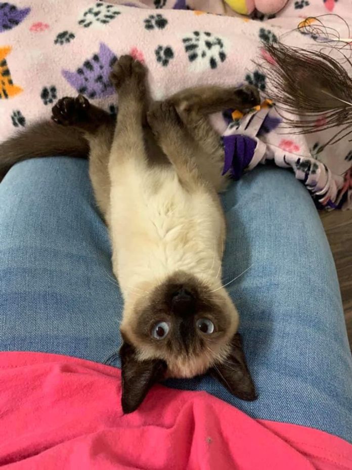 Без кота и жизнь не та