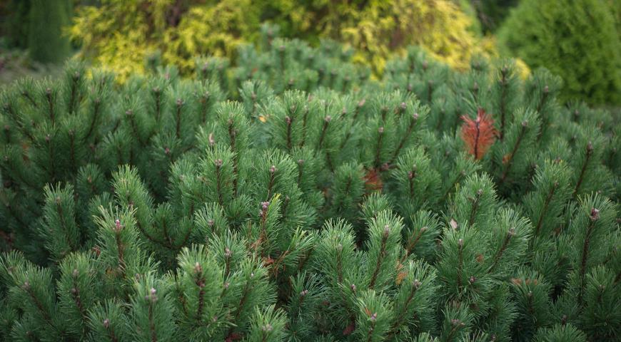 7 видов сосен, которые отлично подходят для сада Pinus, кроной, кедровая, более, горная, хвоей, сосен, дерево, обыкновенная, очень, видов, сосны, высотой, кустарник, декоративных, сосна, веймутова, выносит, sylvestris, ветвями