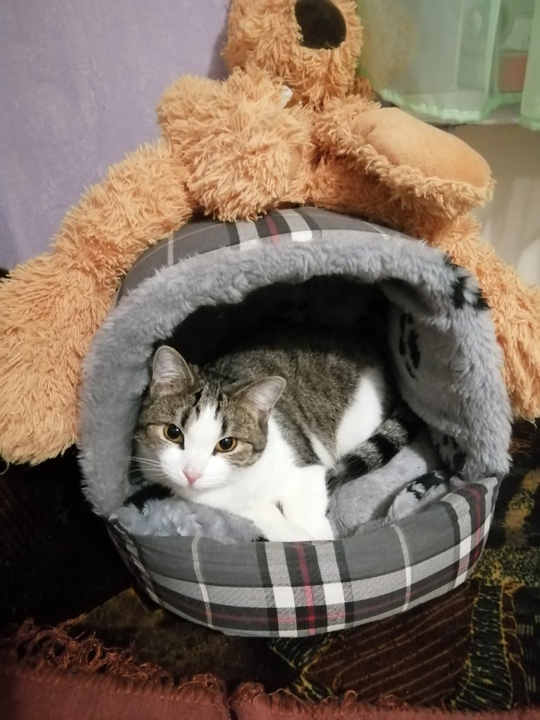 кошка в доме