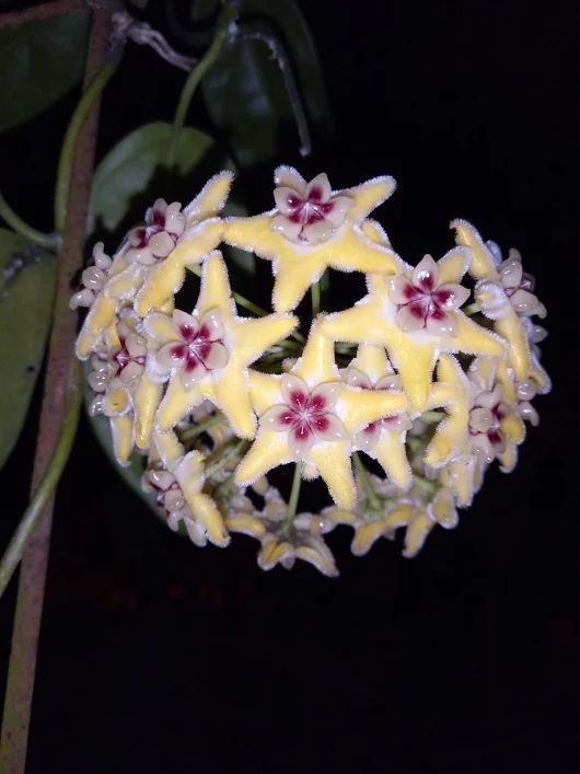 Hoya alagensis красота, лиана, природа, флора, хойя, цветы, чудеса