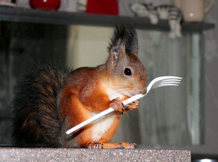 Животные, белка, позитив