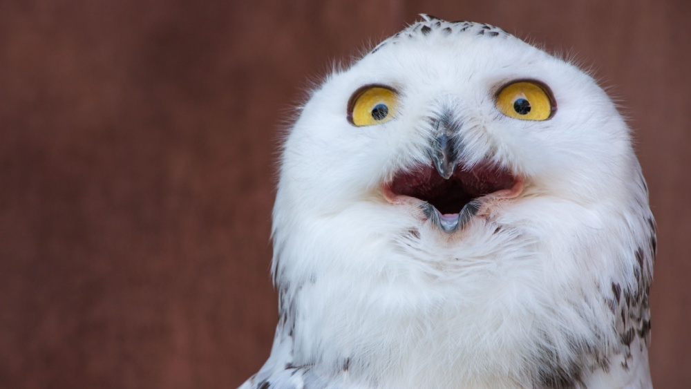10 удивительных фактов о совах которые, артерии, позволяет, видов, охотятся, определять, только, могут, уникальная, звуки, добычи, направление, кровь, достигает, неясыти, птица, расстояние, добычу, мышей, филин