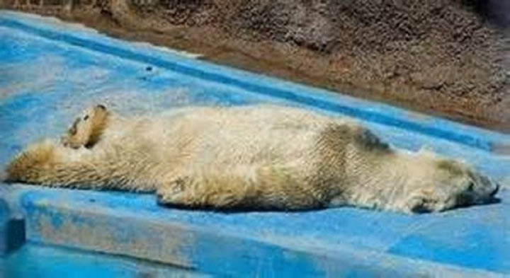 Самый грустный белый медведь в мире скончался после 22 лет жизни в бетонной яме...