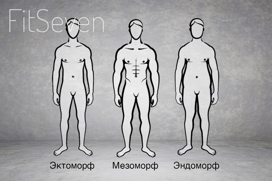 Типы телосложения: эктоморф, мезоморф и эндоморф