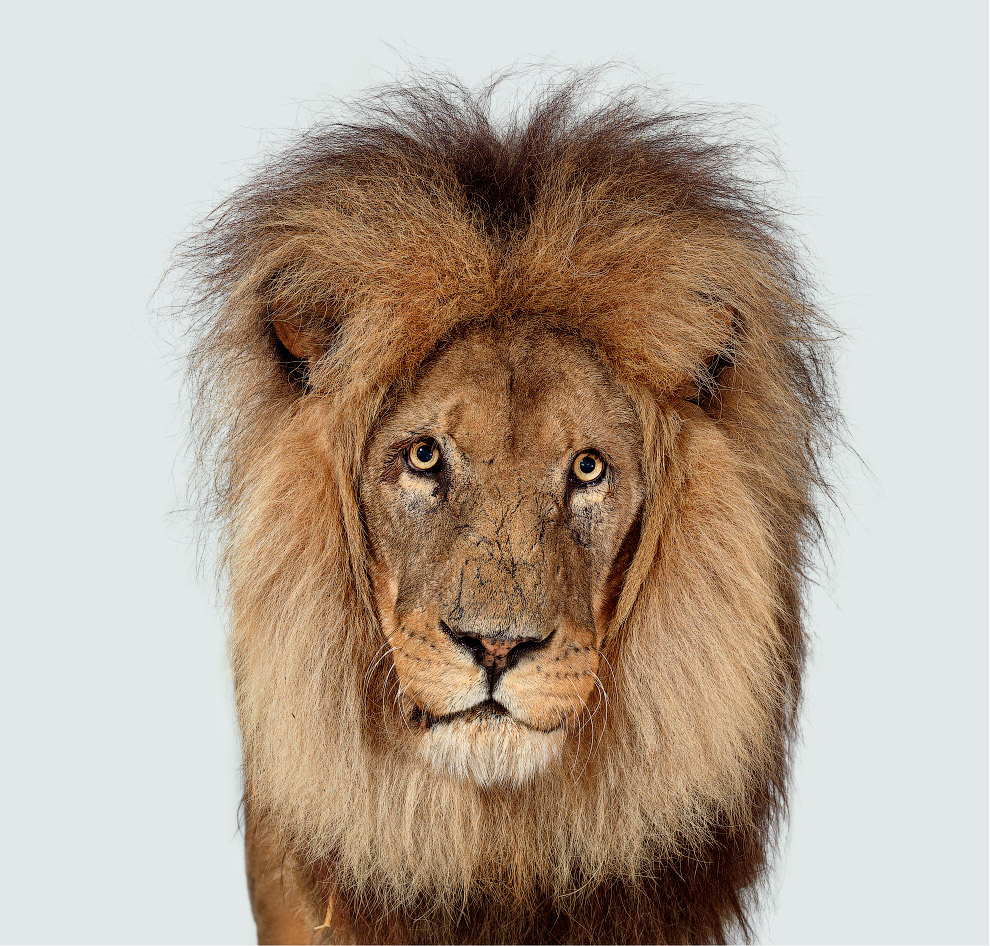 Портреты больших кошек фотографа Perou 