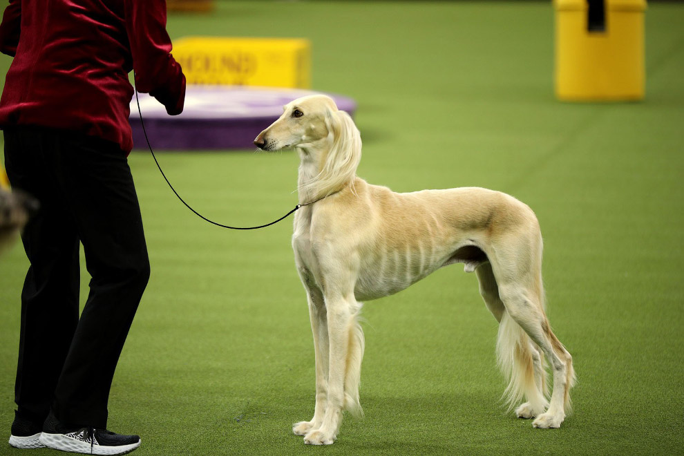 В США прошла знаменитая выставка собак Westminster Kennel Club 2020