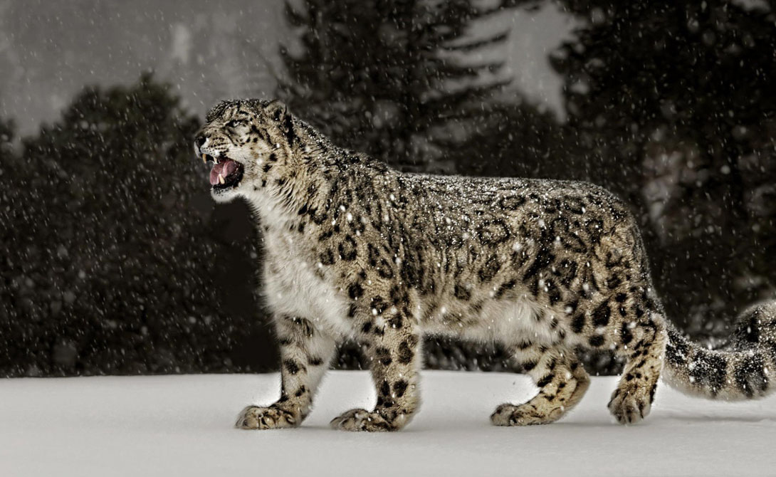 Прыжки в длину
Ирбис
Расстояние: 15,24
Снежный леопард, которого можно повстречать в горах Центральной Азии, встречается в природе очень редко. Зато любой из малочисленной популяции с легкостью превысит человеческий рекорд по прыжкам в два раза: средняя длина прыжка ирбиса превышает 15 метров.