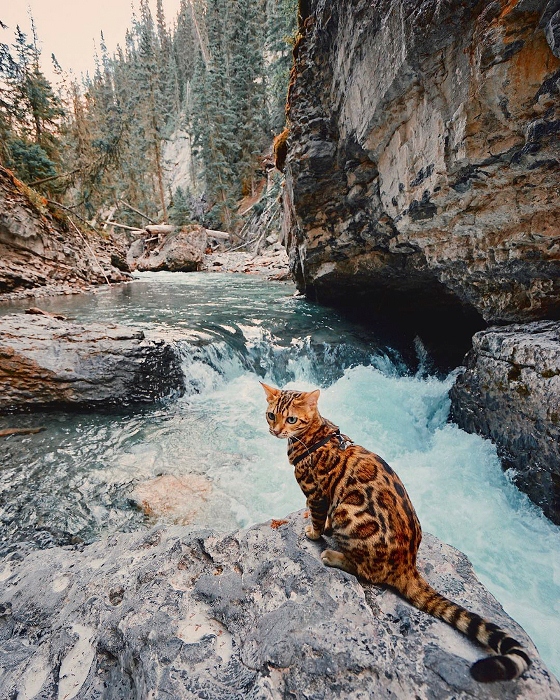 Горные реки кошку не пугают. Горные реки кошку не пугают.