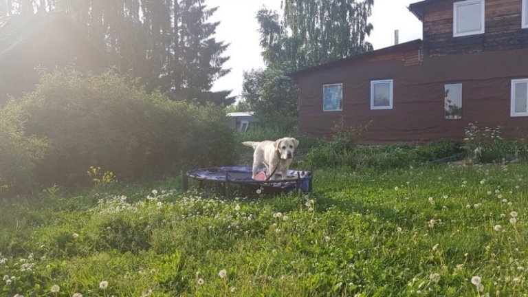 Пожилого и почти слепого лабрадора привязали у ворот приюта Пожилого и почти слепого лабрадора привязали у ворот приюта истории из жизни