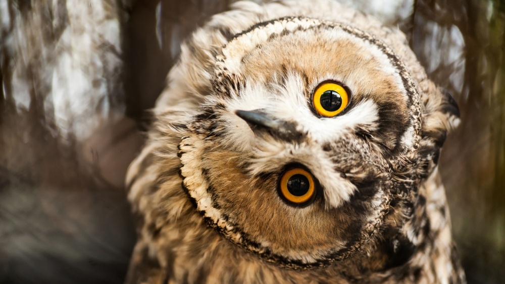 10 удивительных фактов о совах которые, артерии, позволяет, видов, охотятся, определять, только, могут, уникальная, звуки, добычи, направление, кровь, достигает, неясыти, птица, расстояние, добычу, мышей, филин