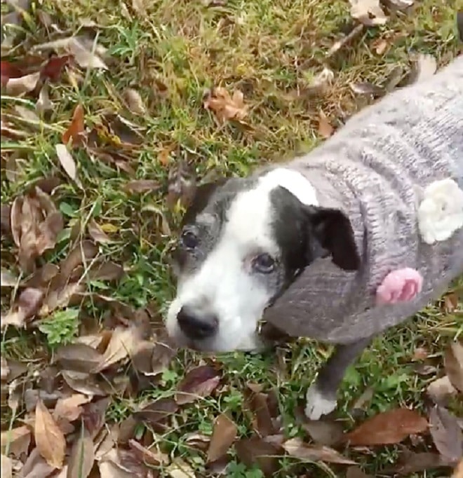 Собака стоит