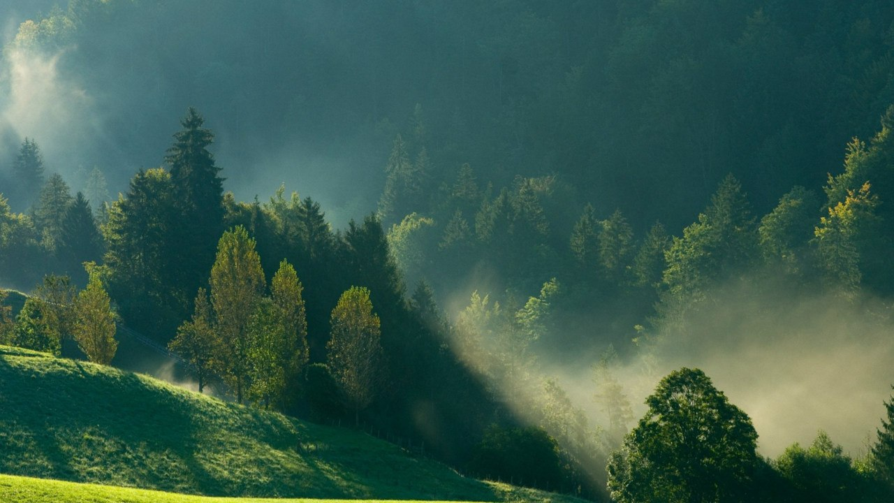 Лесные пейзажи Лесные пейзажи природа,путешествия