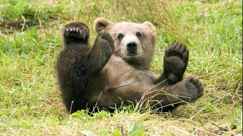 Самый большой медведь в мире: фото
