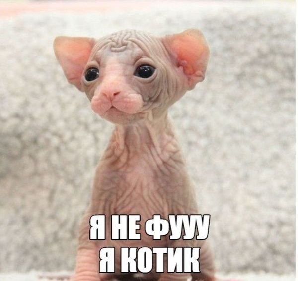 Забавные картинки с надписями