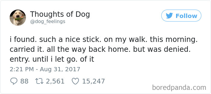 Dog Thoughts