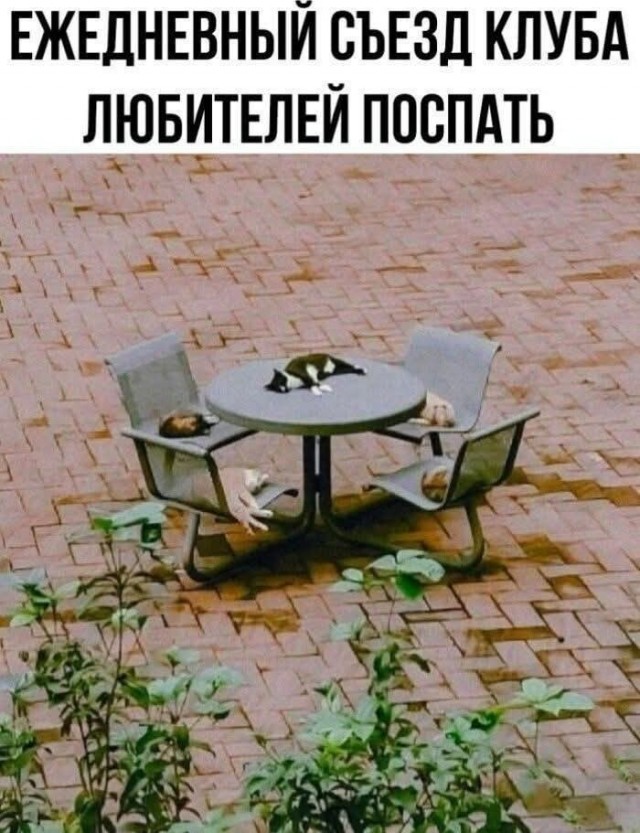 Интернет мемы в пятницу и косточка малины 